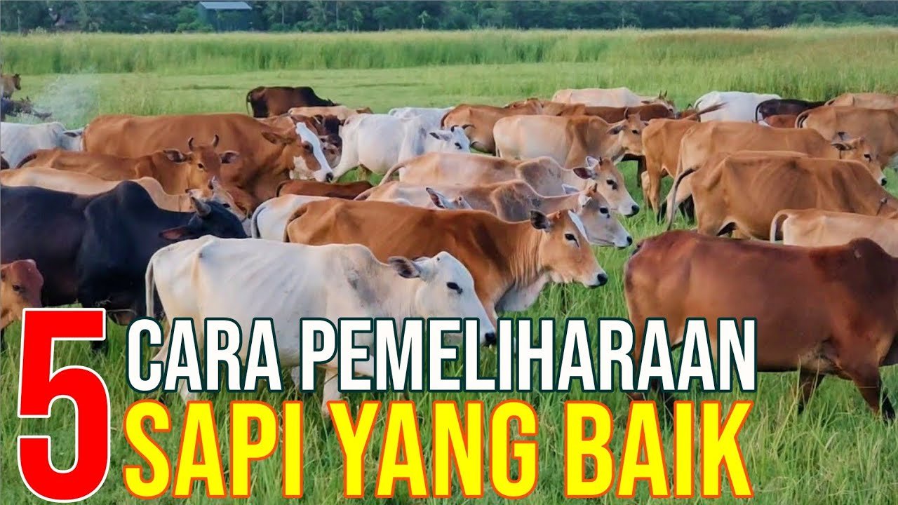 Sistem Perkandangan Ternak Sapi Yang Wajib Diketahui Peternak.jpg